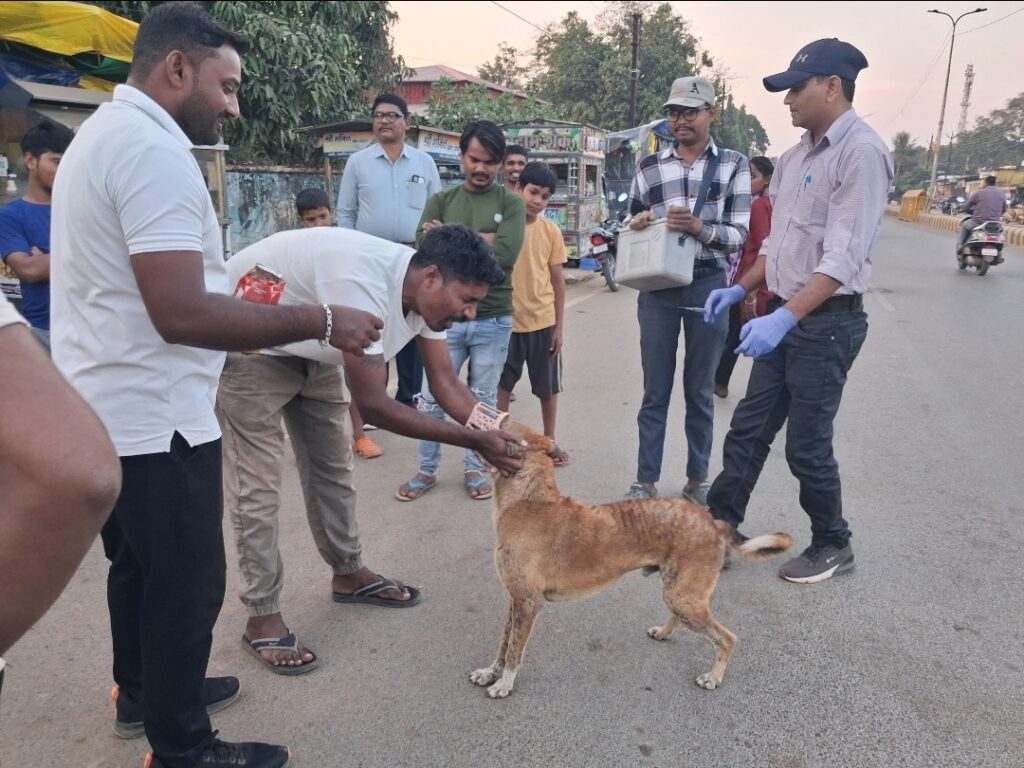 बीजापुर जिले में आवारा कुत्तों का वृहद एंटी रेबीज वैक्सीनेशन अभियान शुरू