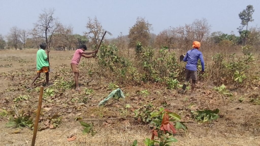 तेन्दूपत्ता सीजन 2026ः बेहतर उत्पादन के लिए 5 से 15 मार्च तक होगा शाखकर्तन कार्य