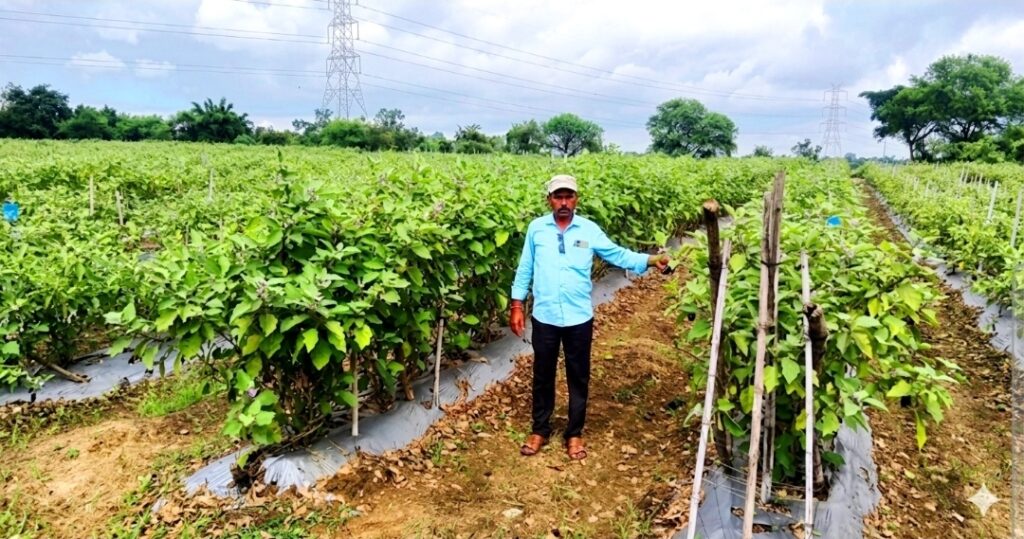 नई सोच और तकनीक ने बनाया सफल किसान, अब लहलहा रही है खुशहाली