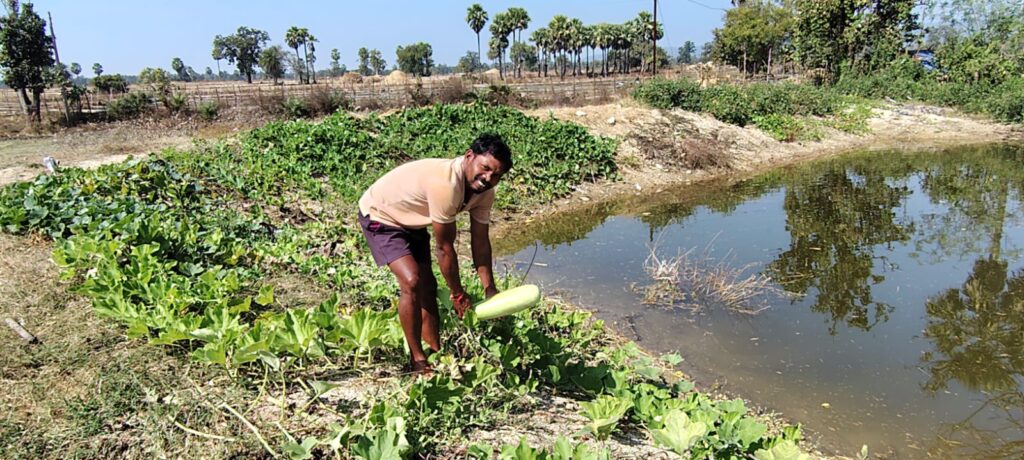 डबरी बनी समृद्धि की राह, मत्स्य पालन और सब्जी उत्पादन से बढ़ी किसान की आय